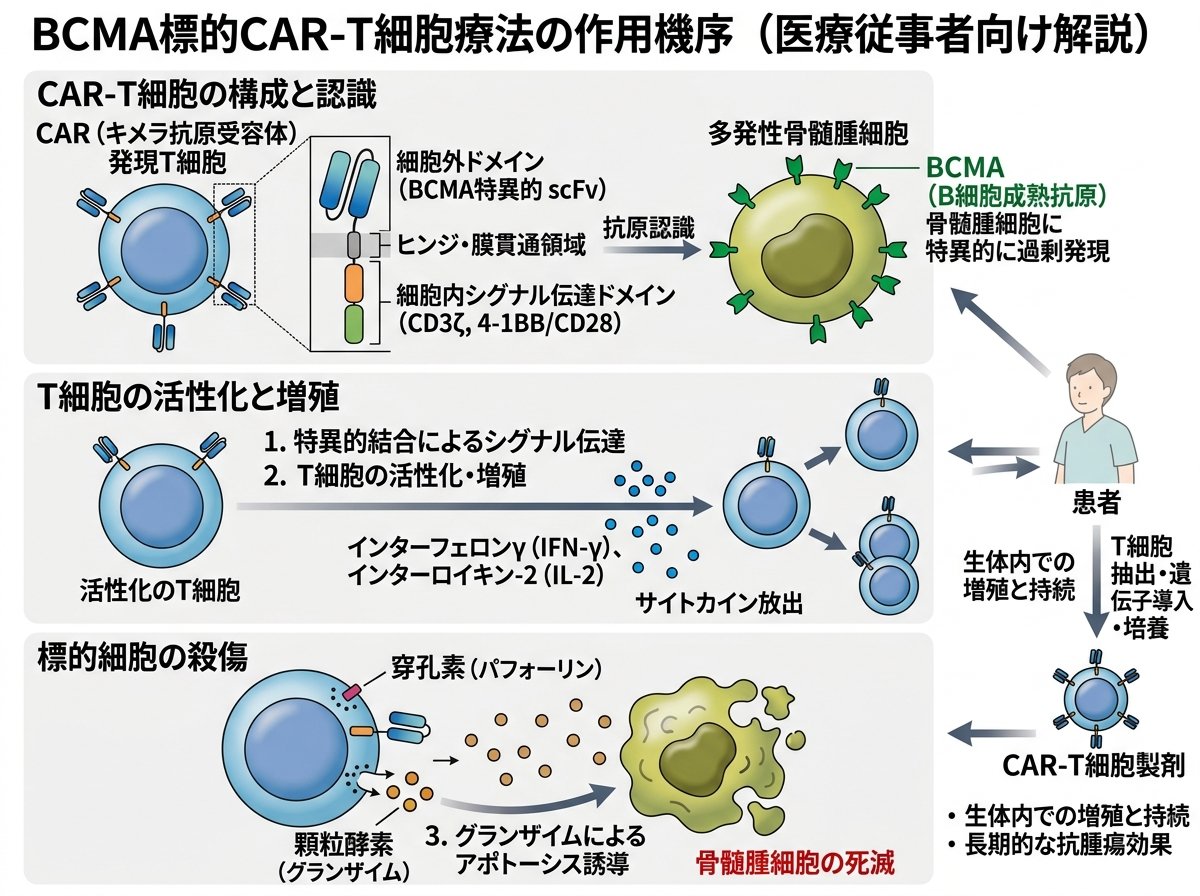 BCMA標的CAR-T細胞療法の作用機序