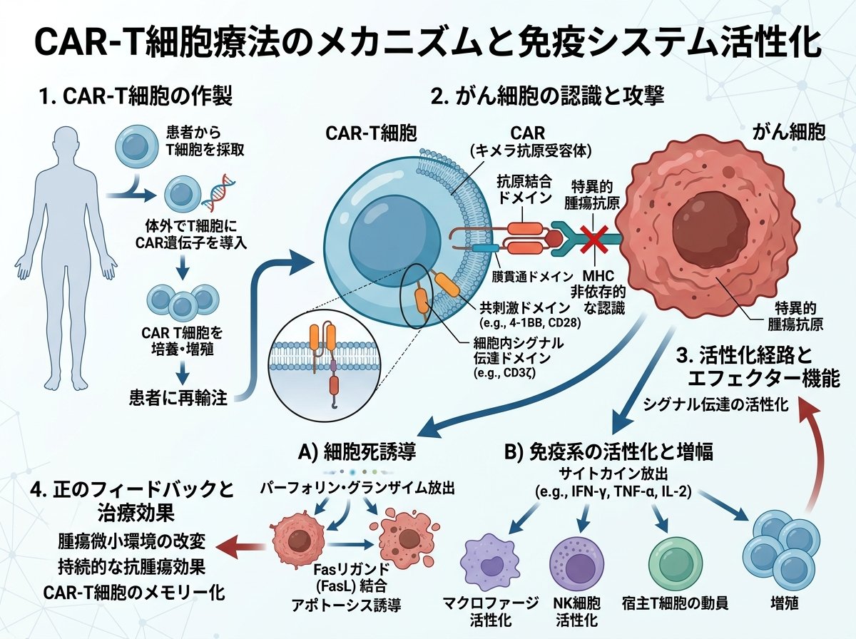 CAR-T細胞療法のメカニズムと免疫システム活性化