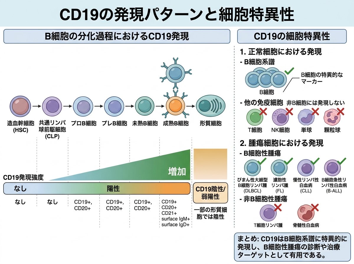 CD19の発現パターンと細胞特異性