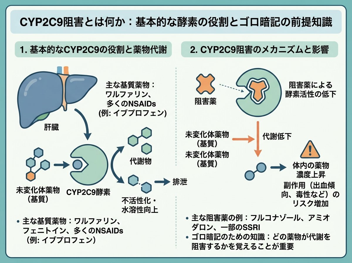 CYP2C9阻害とは何か：基本的な酵素の役割とゴロ暗記の前提知識