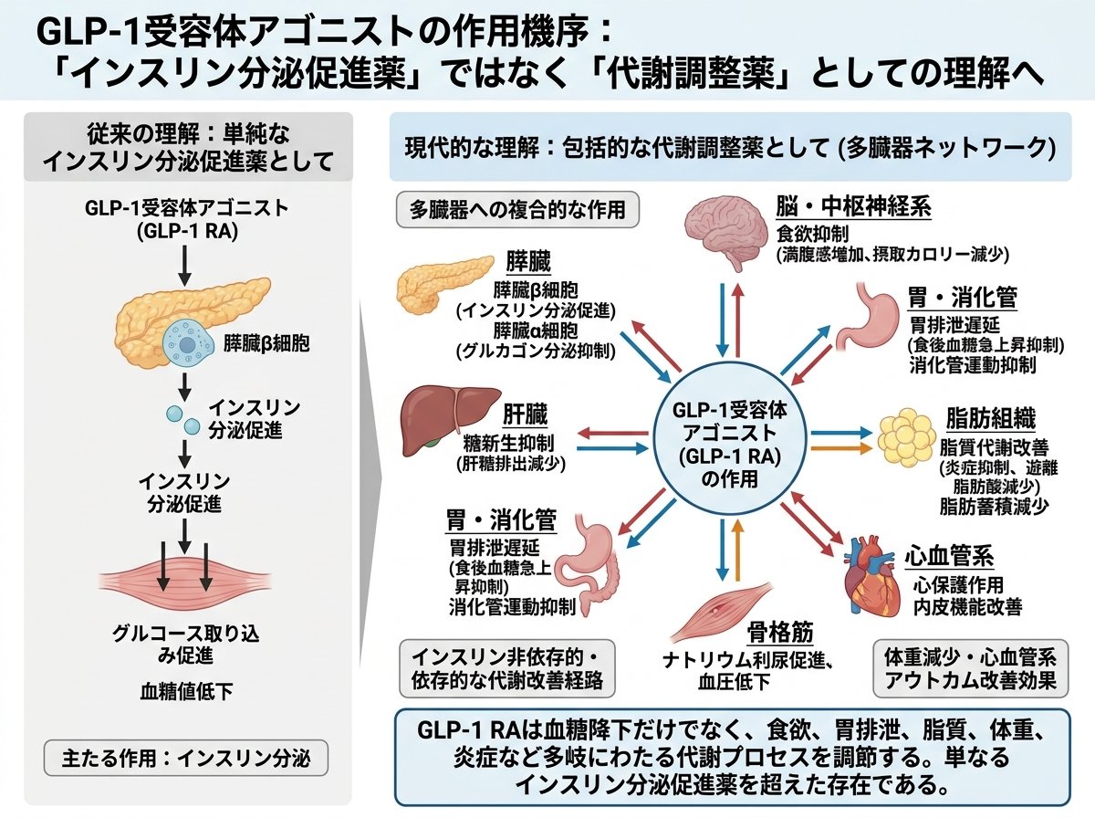 GLP-1受容体アゴニストの作用機序:「インスリン分泌促進薬」ではなく「代謝調整薬」