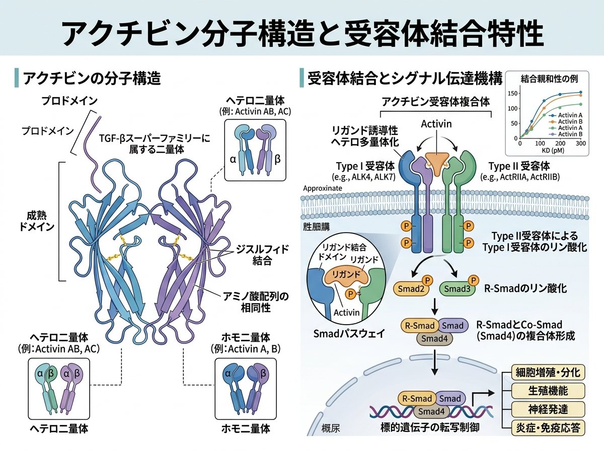 アクチビン分子構造と受容体結合特性