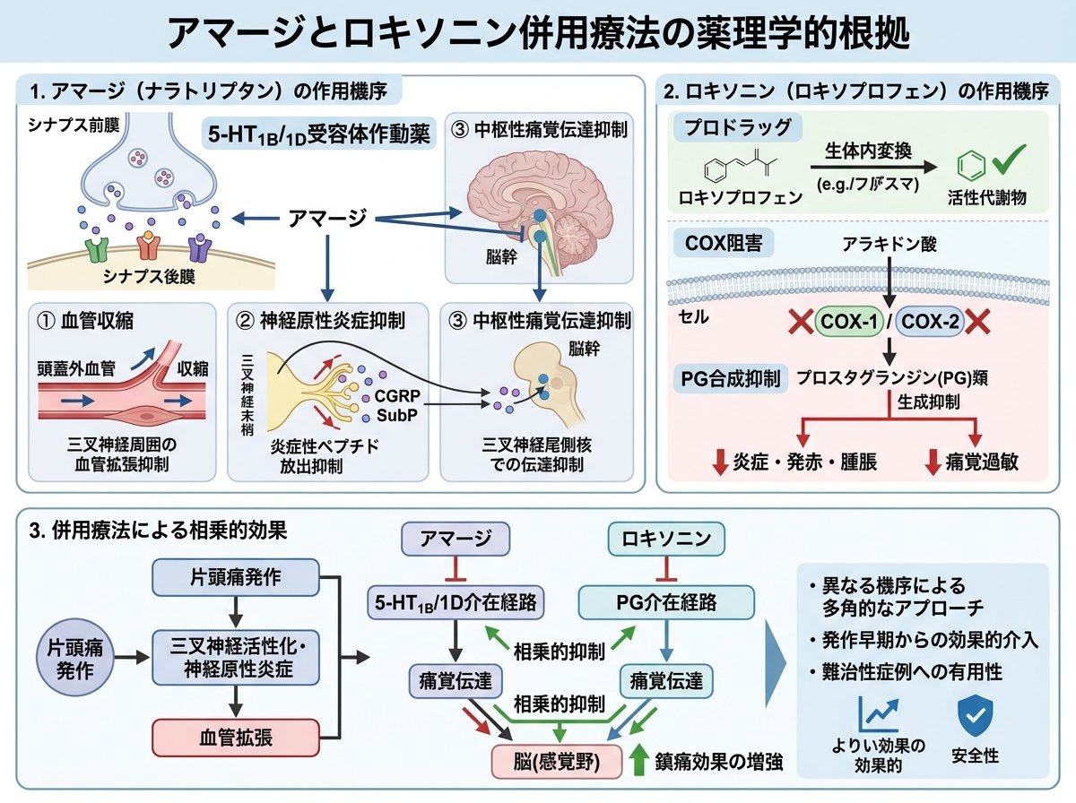 アマージとロキソニン併用療法の薬理学的根拠