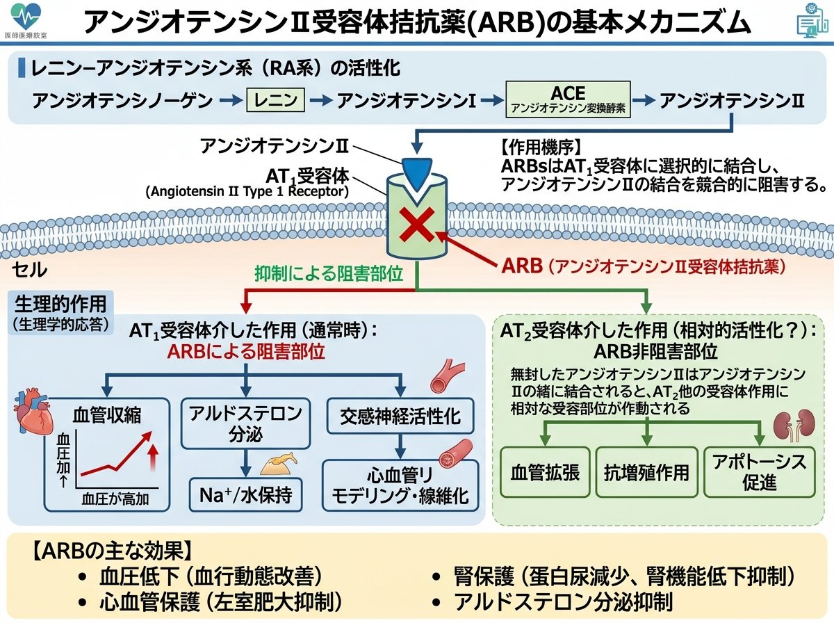 アンジオテンシンII受容体拮抗薬の基本メカニズム