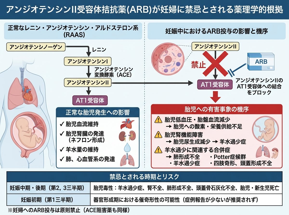 アンジオテンシン受容体拮抗薬が妊婦に禁忌とされる薬理学的根拠