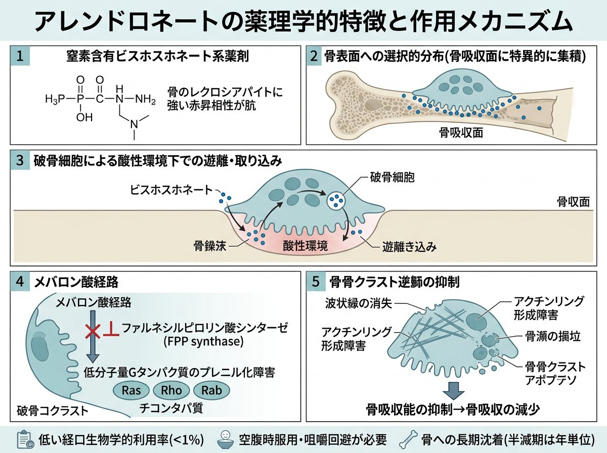 アレンドロネートの薬理学的特徴と作用メカニズム