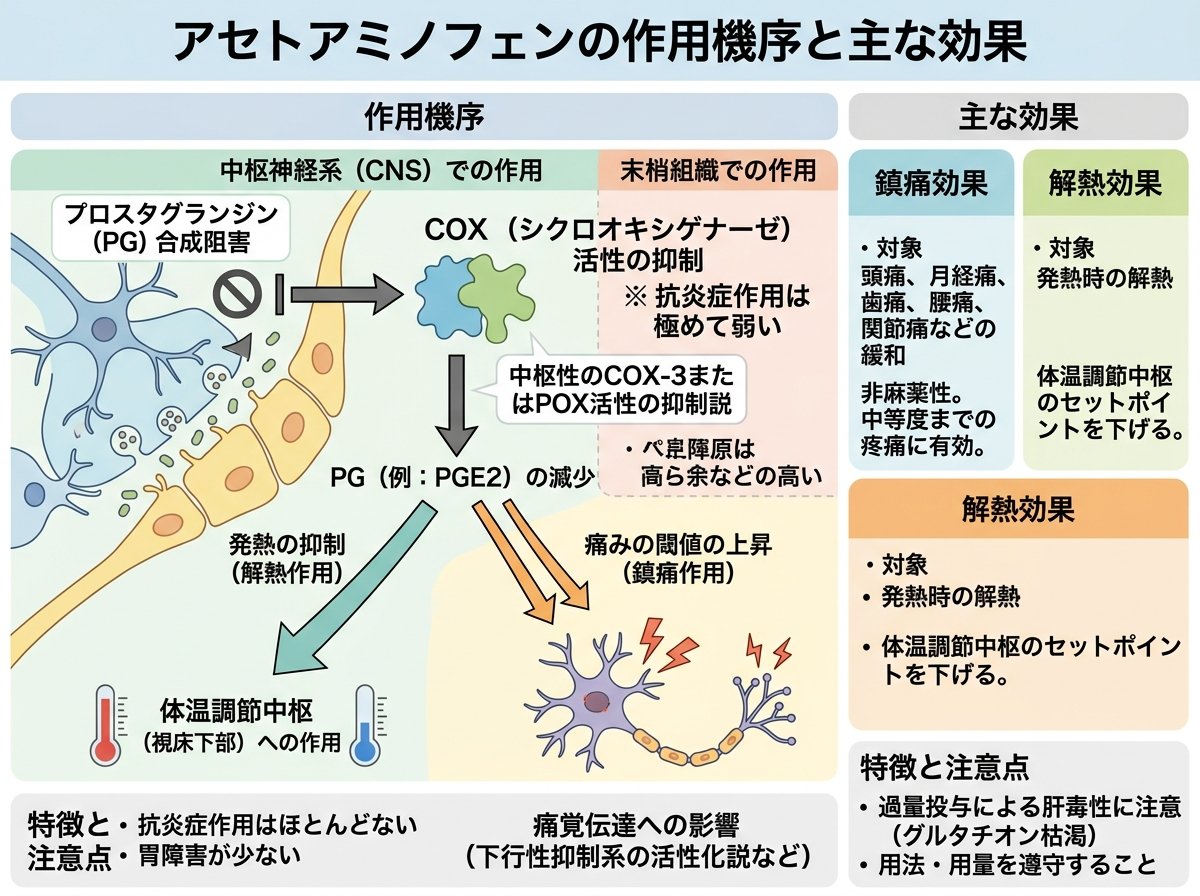 アセトアミノフェンの作用機序と主な効果