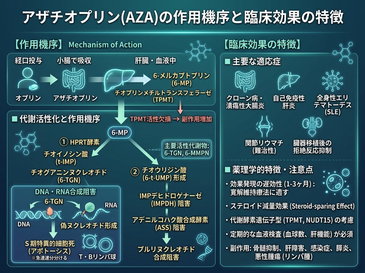 アザチオプリンの作用機序と臨床効果の特徴