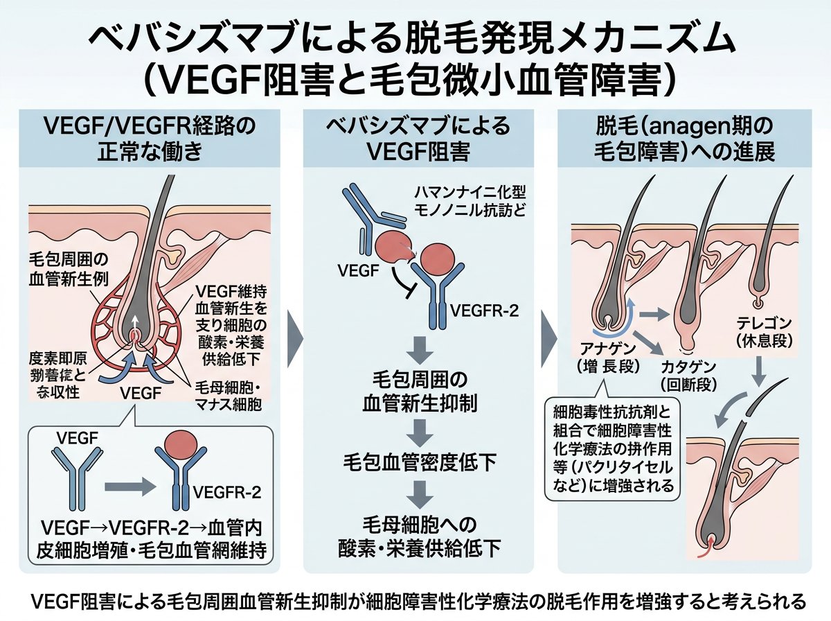 ベバシズマブの副作用のうち脱毛が起こるメカニズム
