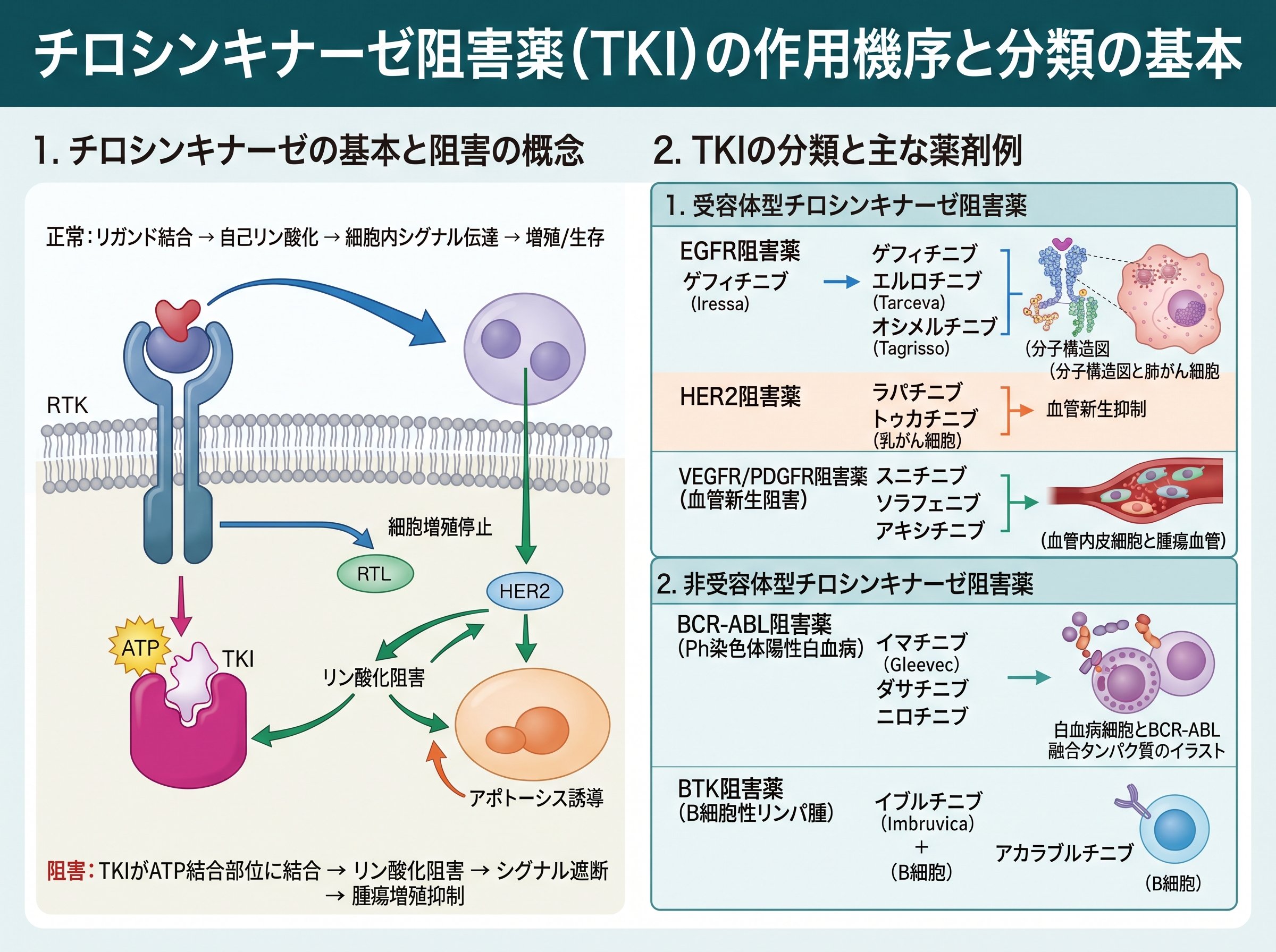 チロシンキナーゼ阻害薬の作用機序と分類の基本