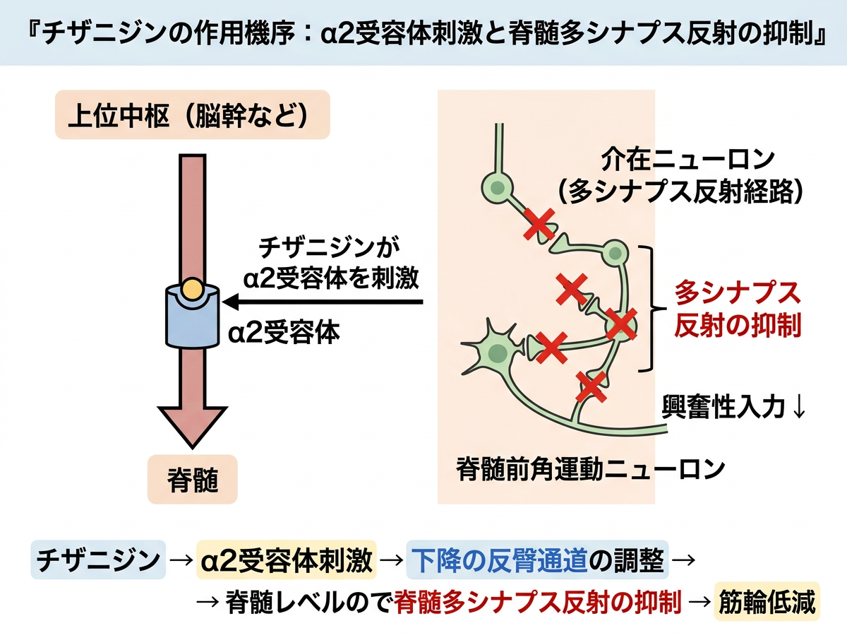 チザニジンの作用機序：α2受容体刺激と脊髄多シナプス反射の抑制