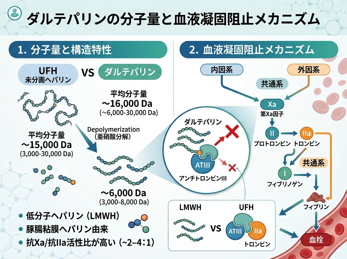 ダルテパリンの分子量と血液凝固阻止メカニズム