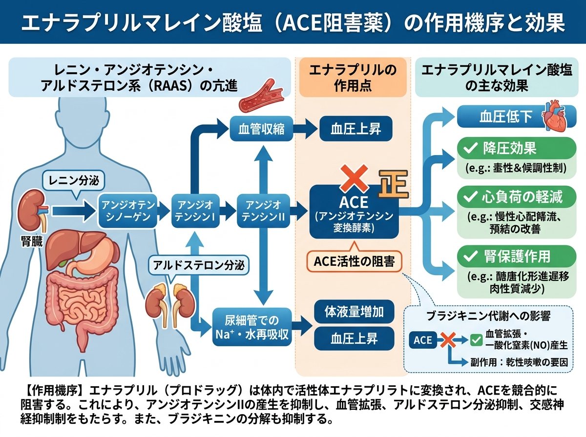 エナラプリルマレイン酸塩の効果と作用機序