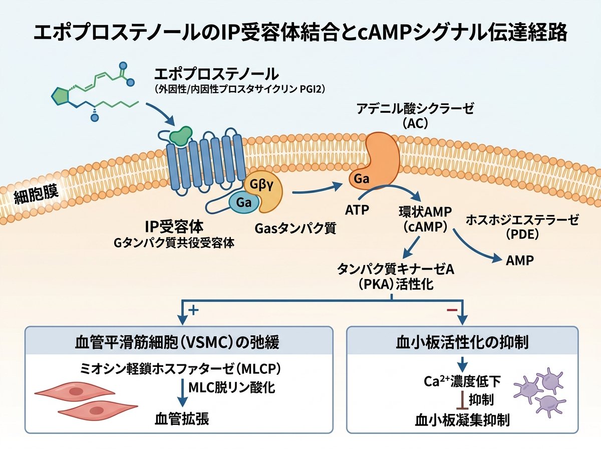 エポプロステノールのIP受容体結合とcAMPシグナル伝達経路