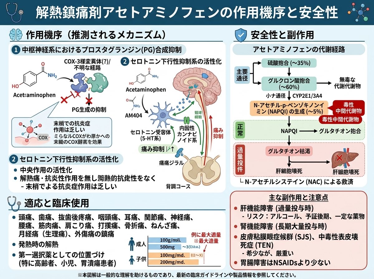 解熱鎮痛剤アセトアミノフェンの作用機序と安全性