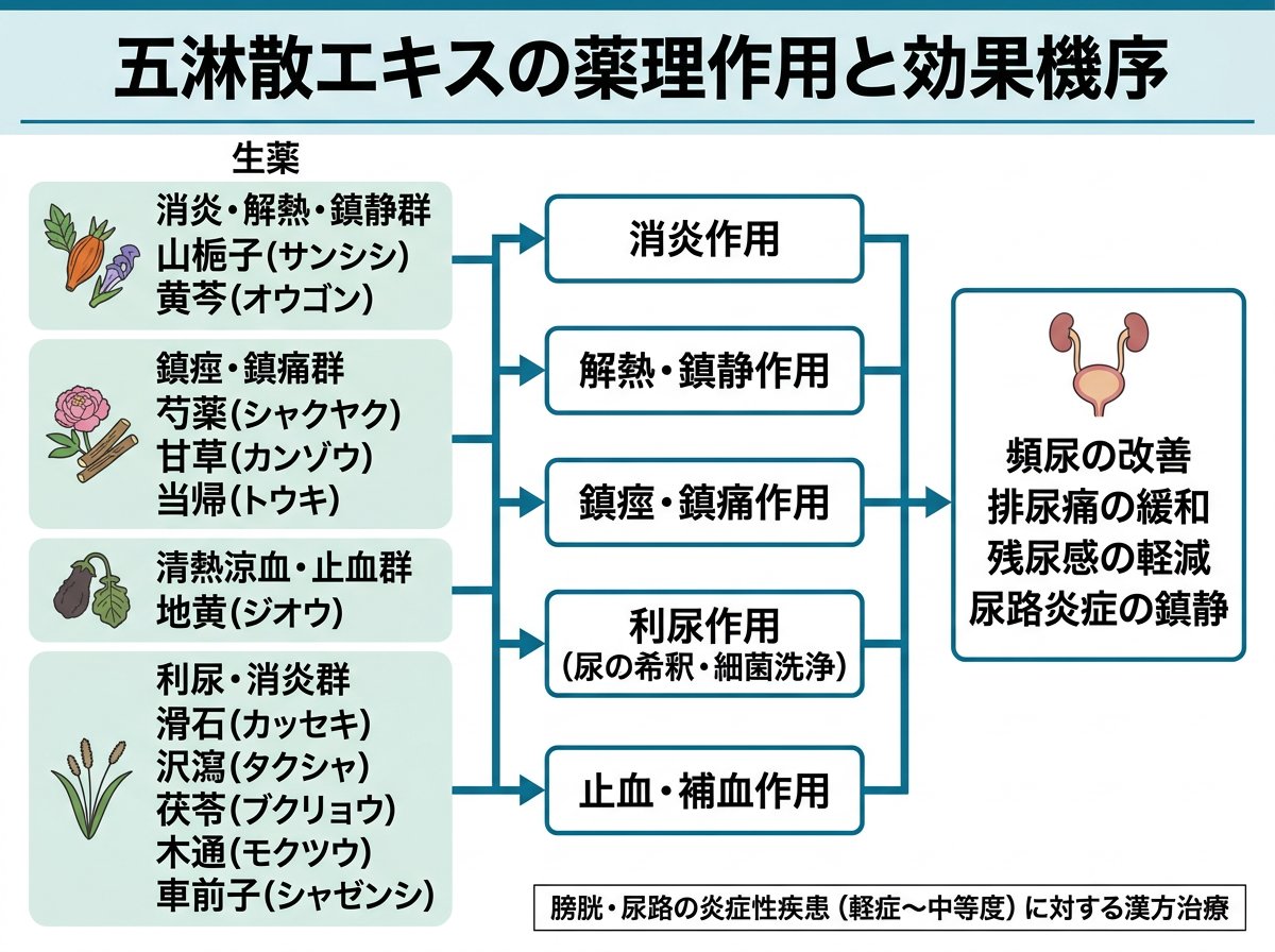 五淋散エキスの薬理作用と効果機序