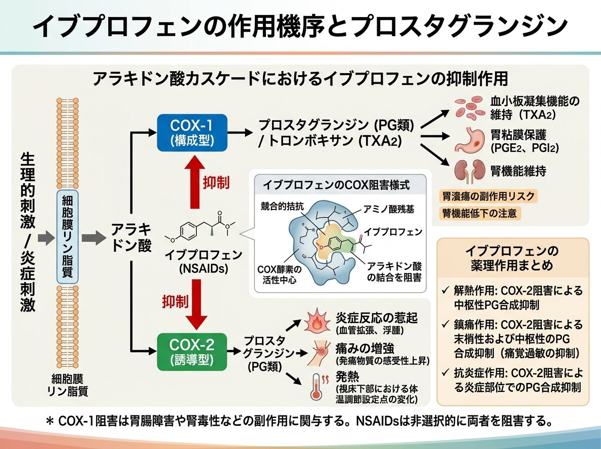 イブプロフェンの作用機序とプロスタグランジン
