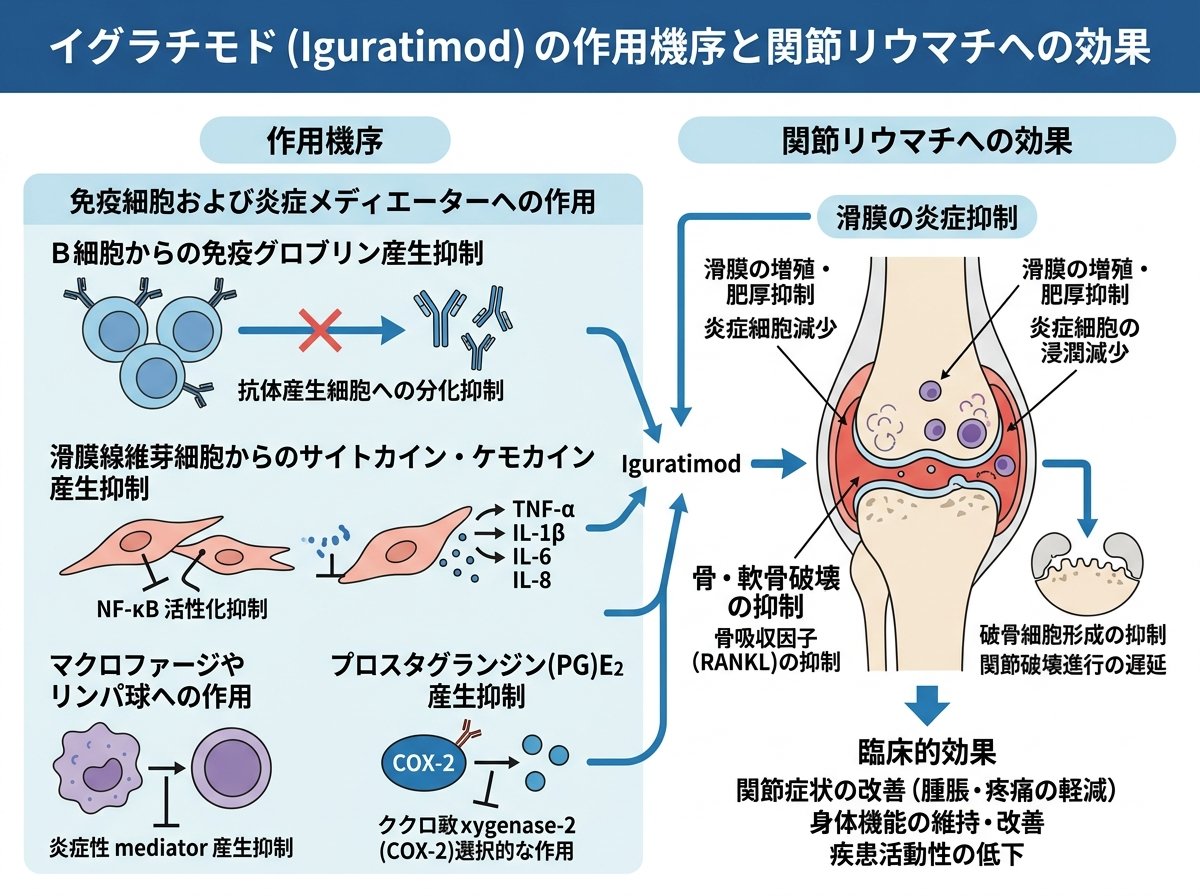イグラチモドの作用機序と関節リウマチへの効果