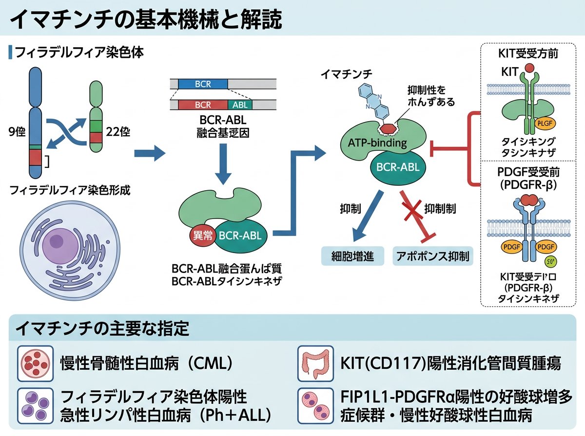 イマチニブの基本的な作用機序と適応疾患