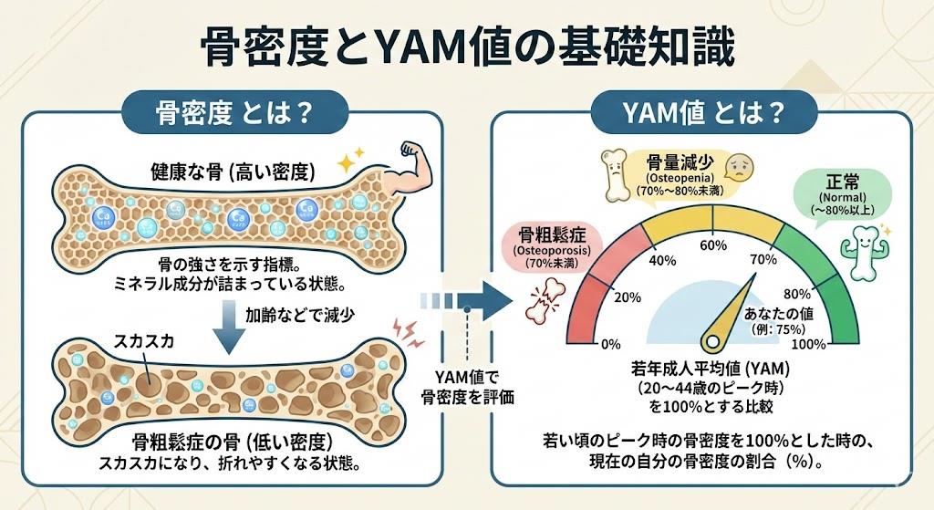 骨密度とYAM値について