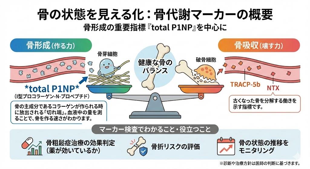 total P1NP と骨代謝マーカー