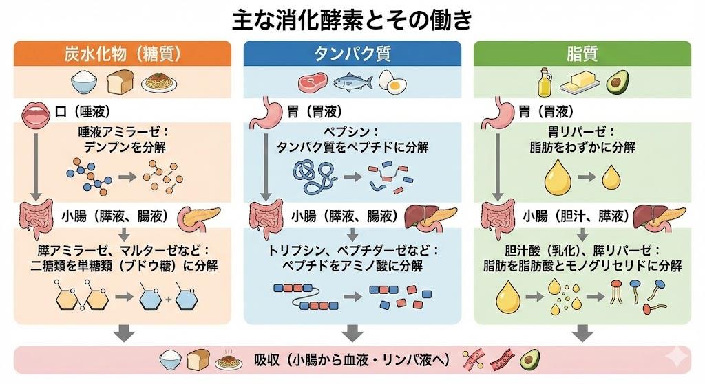 消化酵素の種類と働き