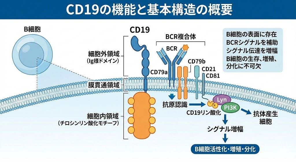 CD19機能の基本構造