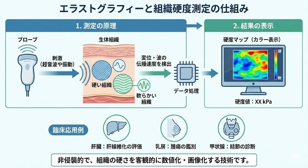 エラストグラフィーと組織硬度測定