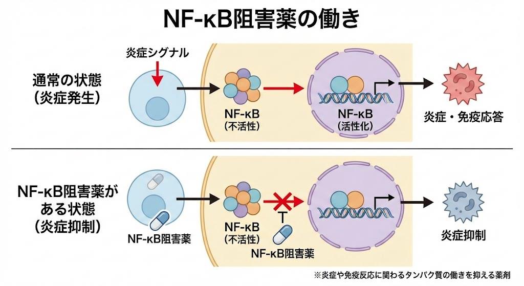 NF-κB阻害薬
