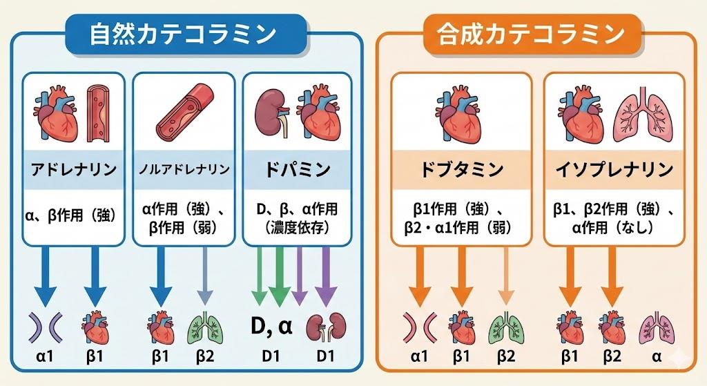 昇圧剤の分類：カテコラミン系薬剤の種類