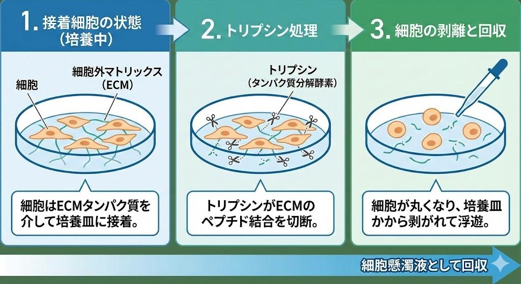 トリプシンによる細胞剥離の原理