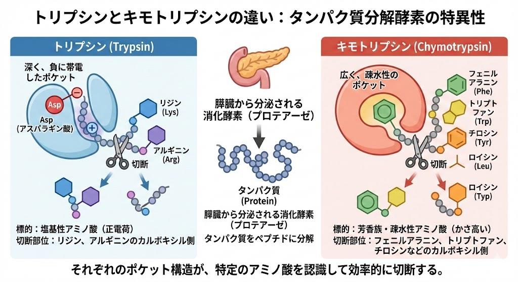 キモトリプシンとトリプシンの違い