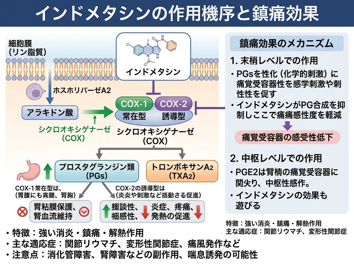インドメタシンの作用機序と鎮痛効果