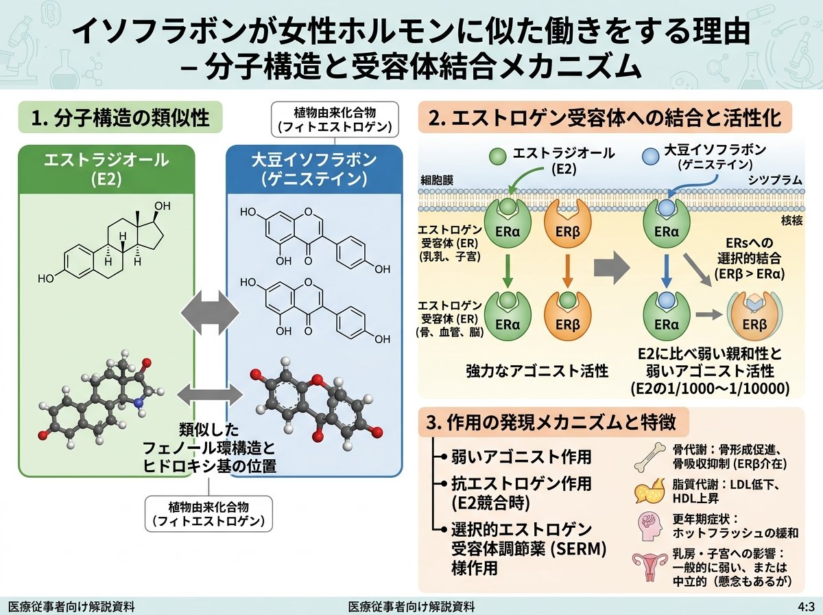 イソフラボンが女性ホルモンに似た働きをする理由