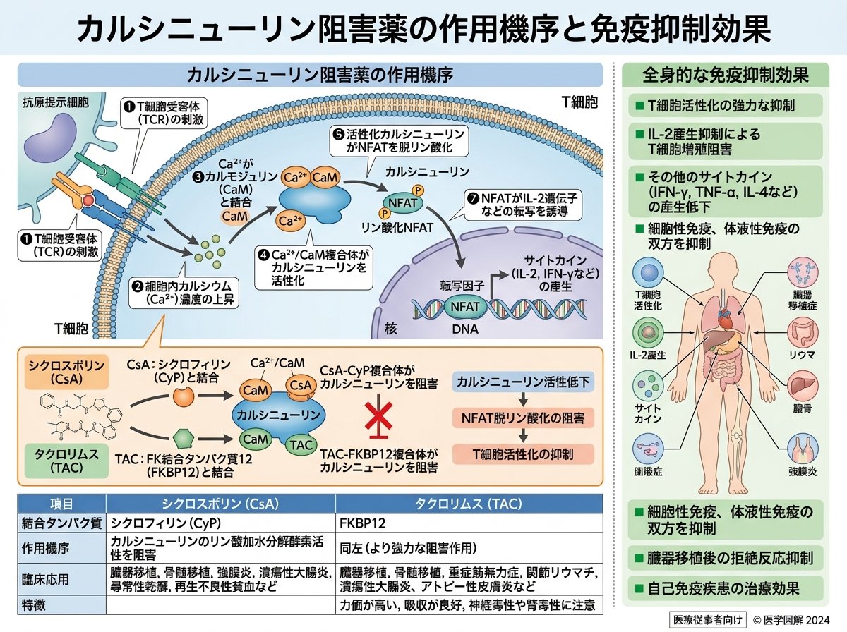 カルシニューリン阻害薬の作用機序と免疫抑制効果