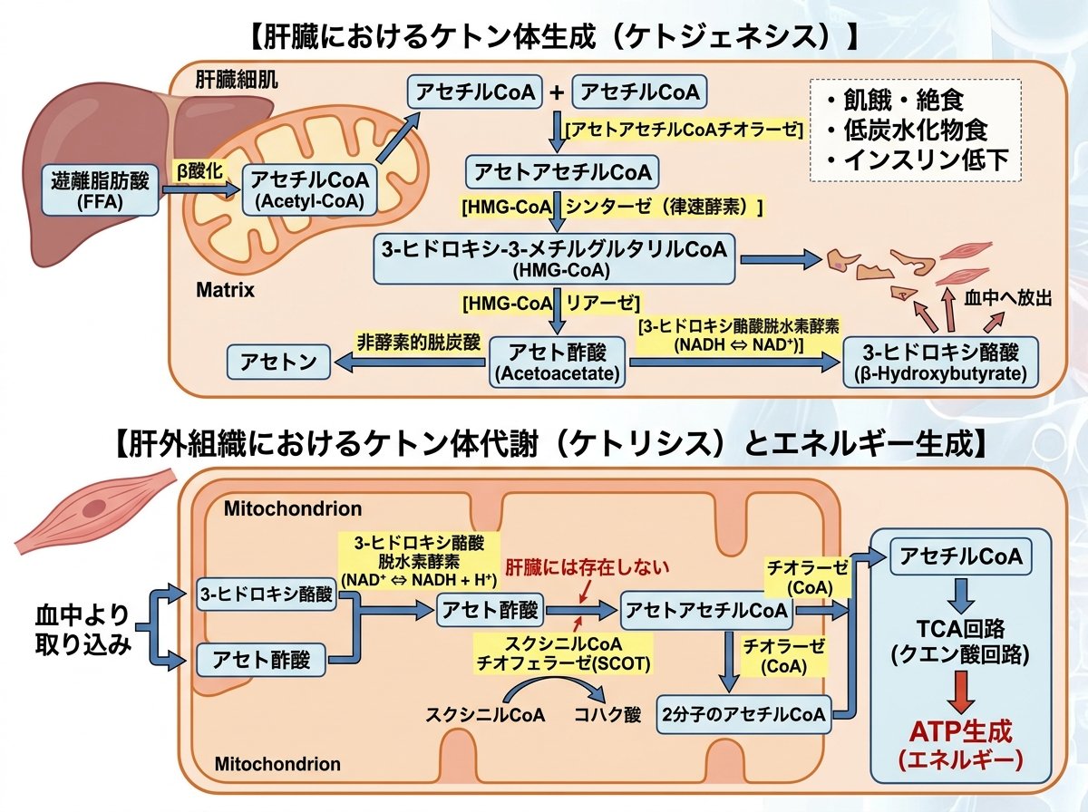 ケトン体の生成メカニズムと代謝経路