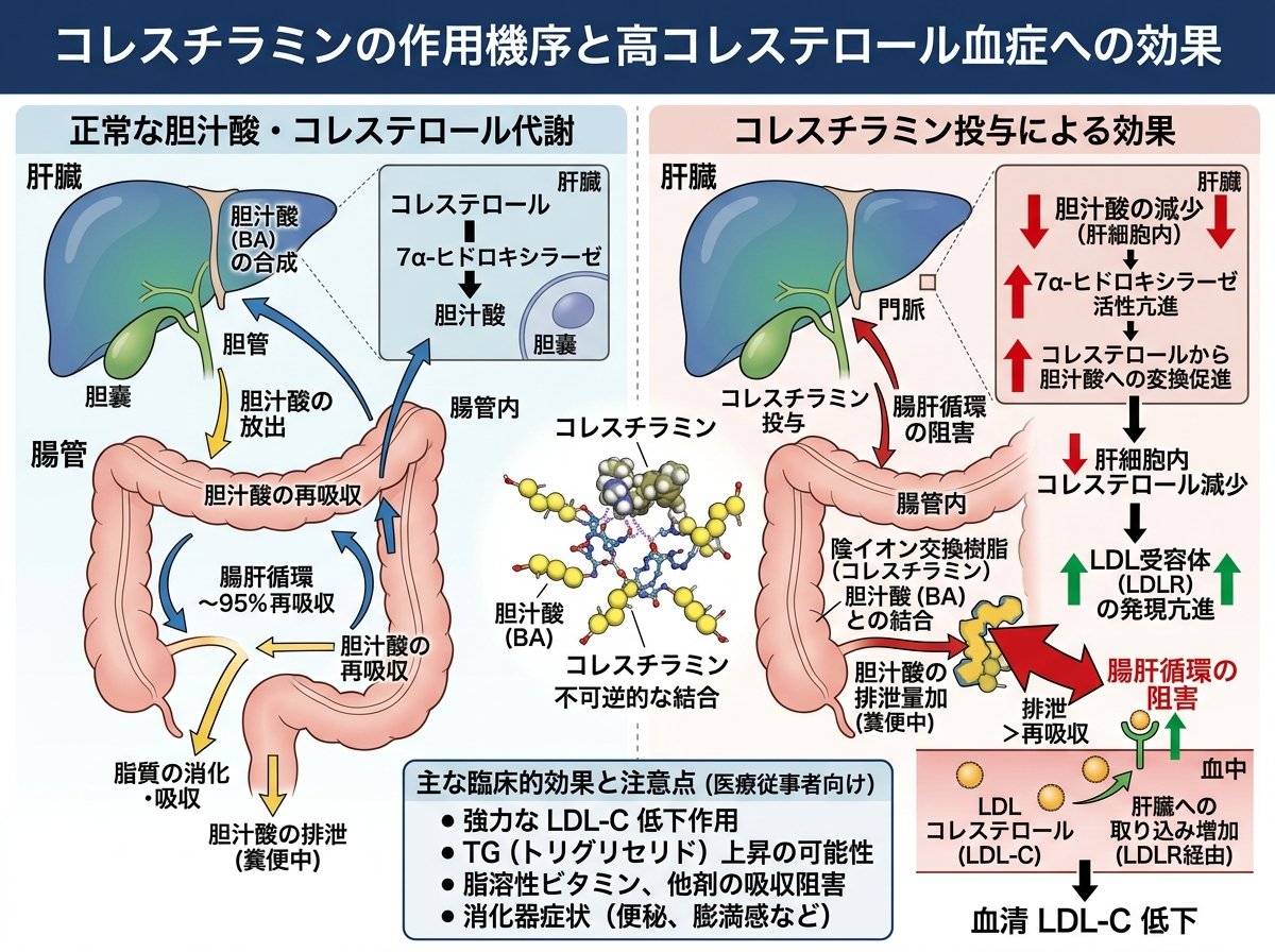 コレスチラミンの作用機序と高コレステロール血症への効果