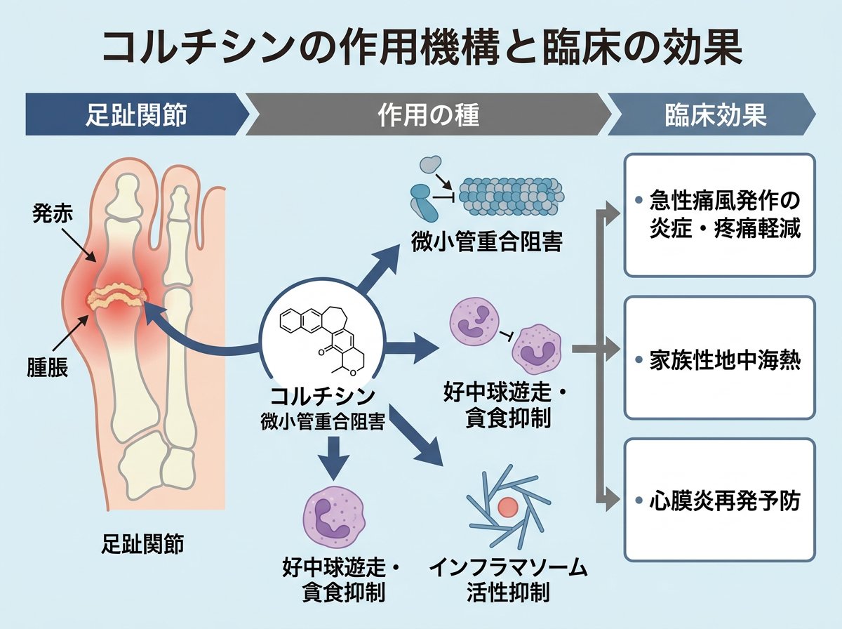 コルヒチンの主な作用機序と臨床効果