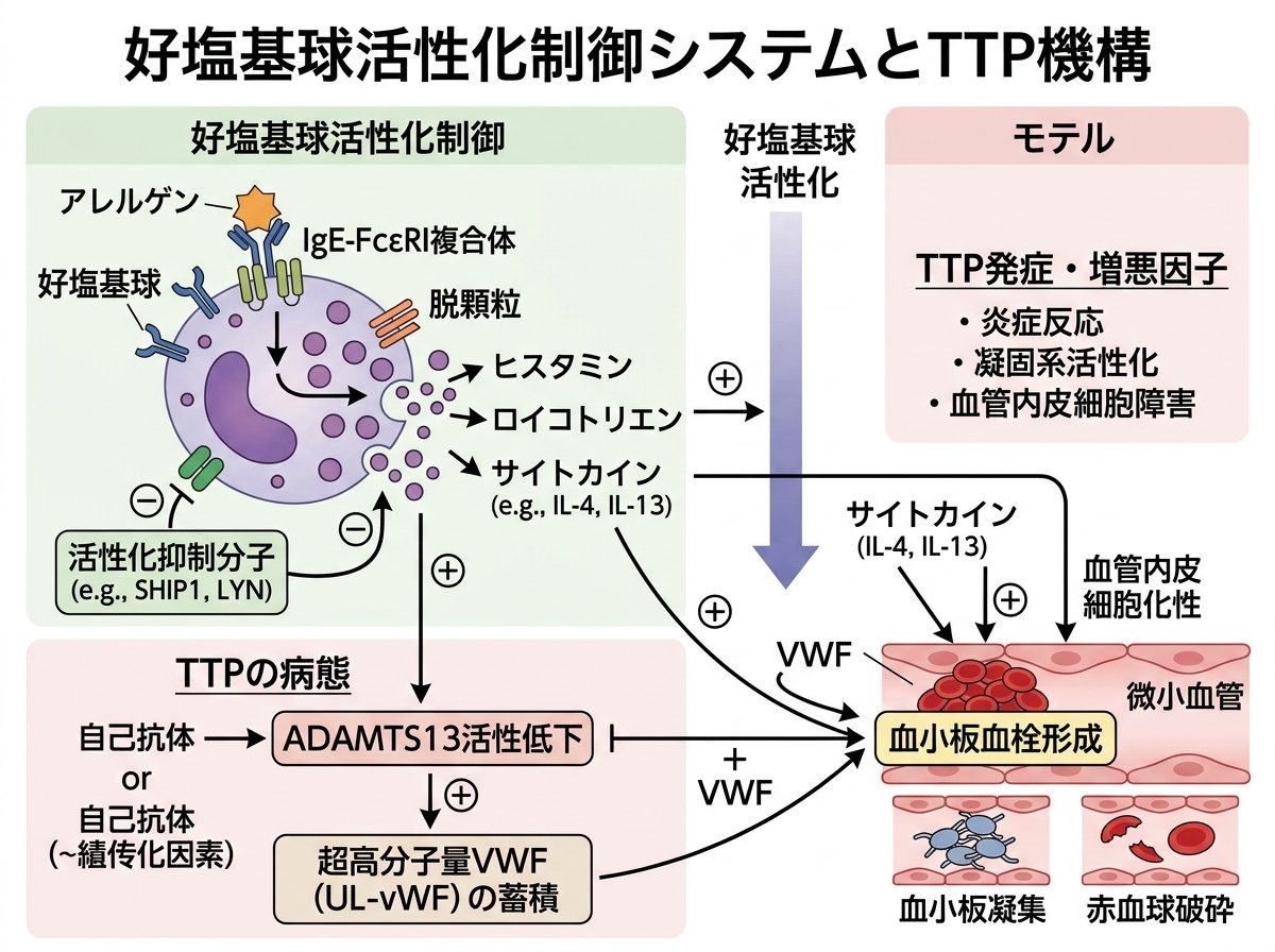 好塩基球活性化制御システムとTTP機構