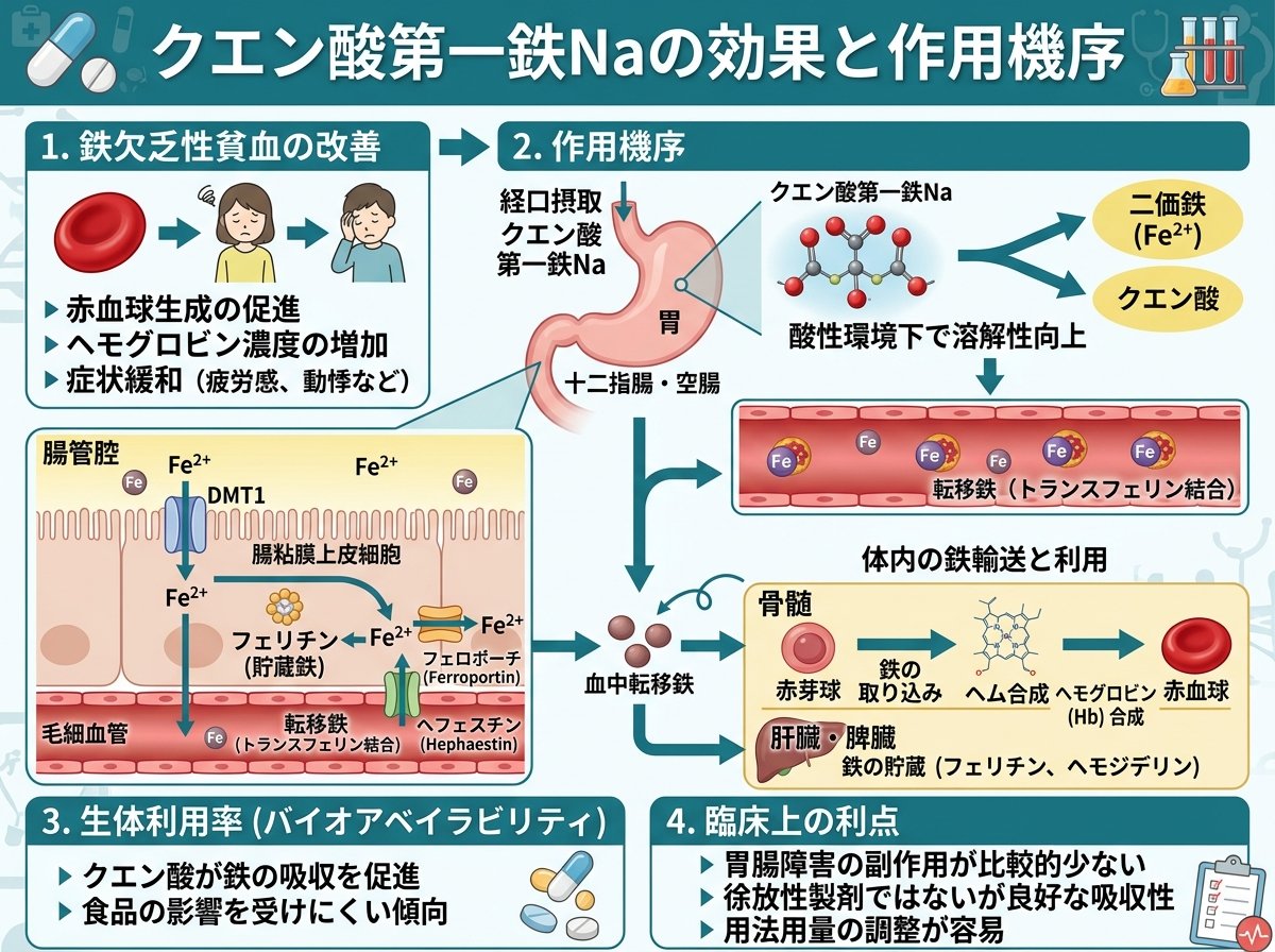 クエン酸第一鉄Naの効果と作用機序
