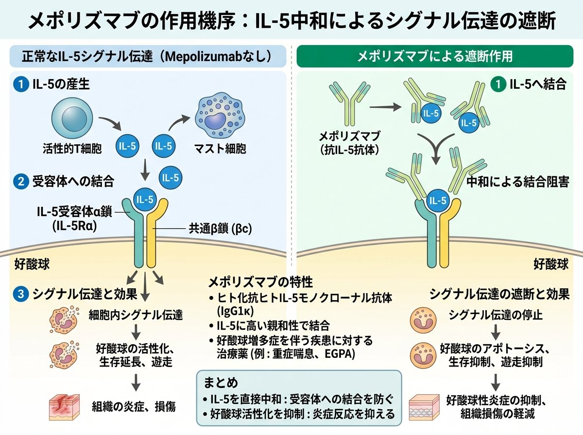 メポリズマブの作用機序:IL-5中和によるシグナル伝達の遮断