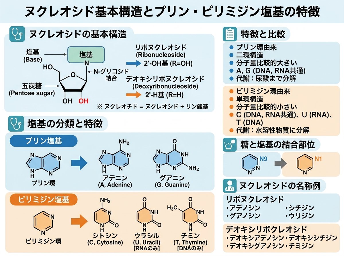 ヌクレオシド基本構造とプリン・ピリミジン塩基の特徴