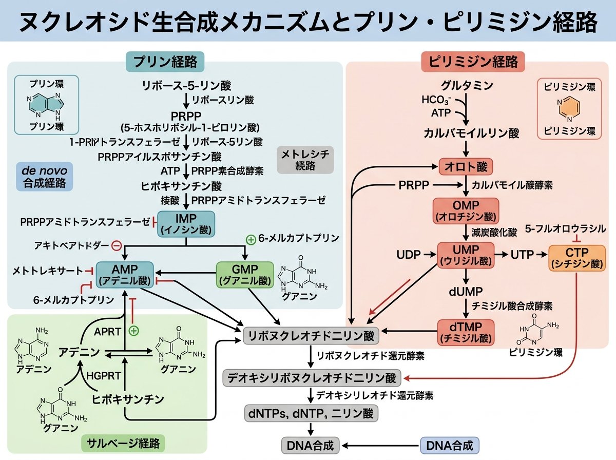 ヌクレオシド生合成メカニズムとプリン・ピリミジン経路