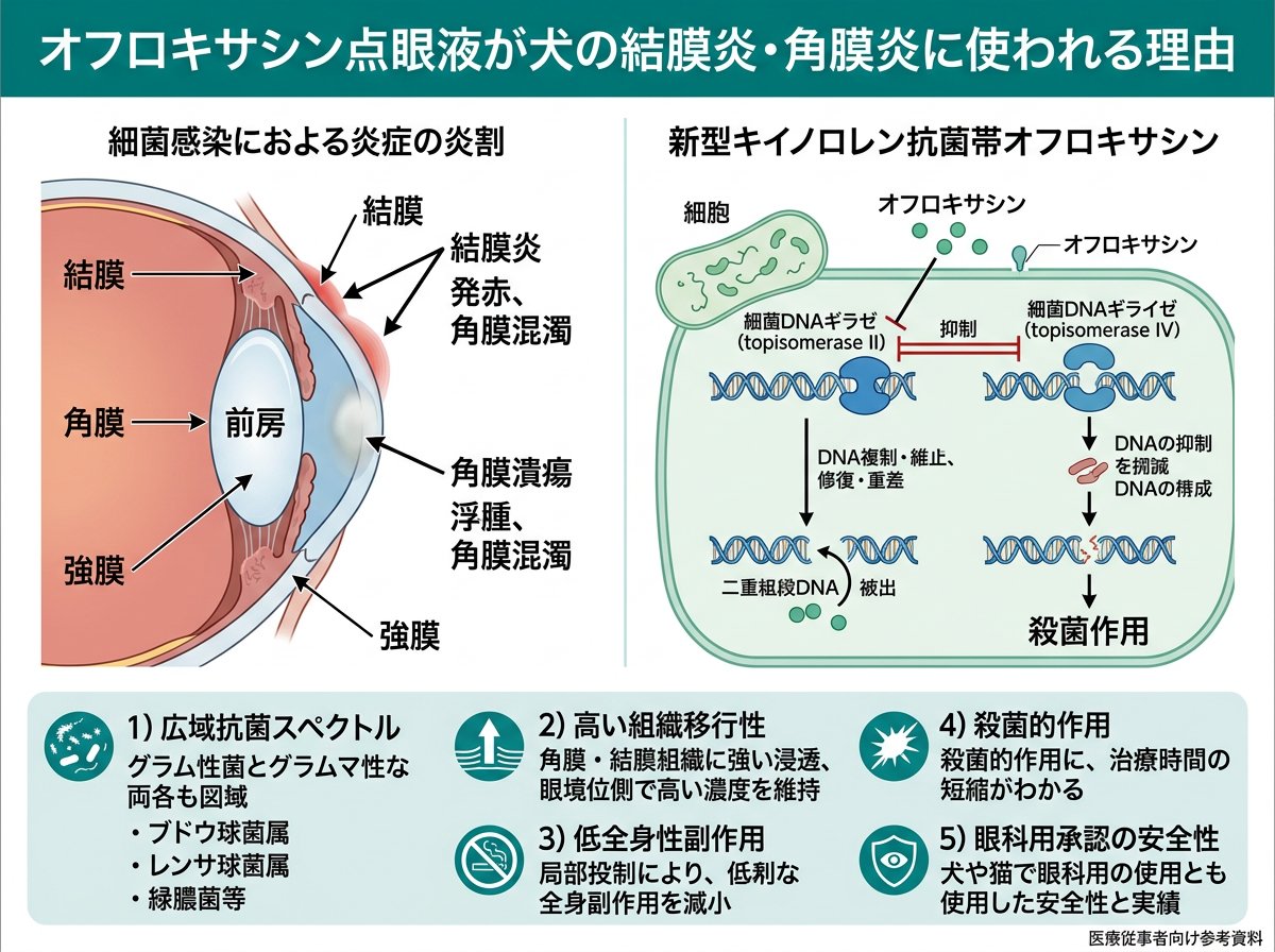 オフロキサシン目薬が犬の結膜炎・角膜炎に使われる理由