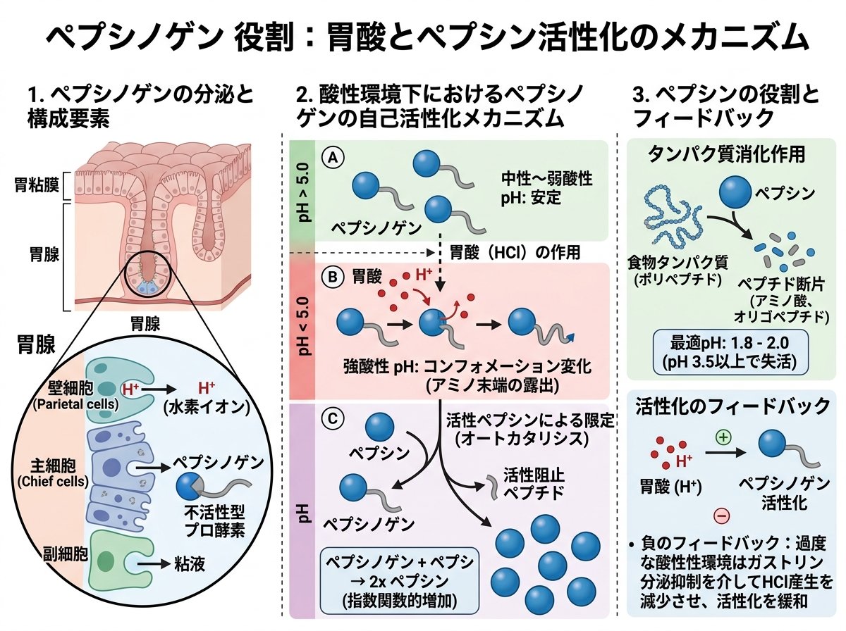 ペプシノゲン 役割 胃酸とペプシン活性化のメカニズム