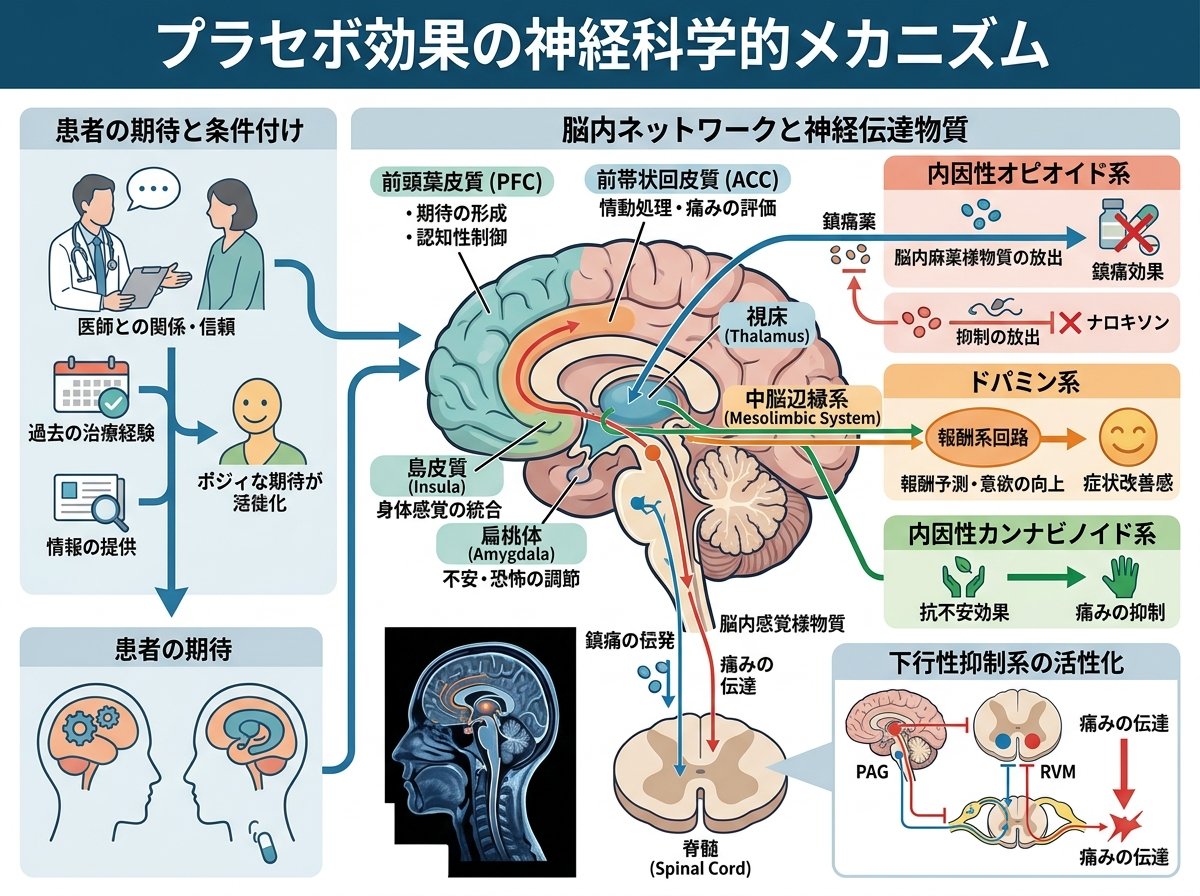 プラセボ効果の神経科学的メカニズム