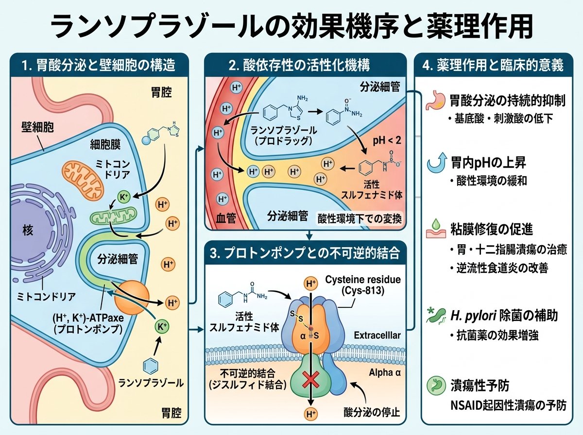 ランソプラゾールの効果機序と薬理作用