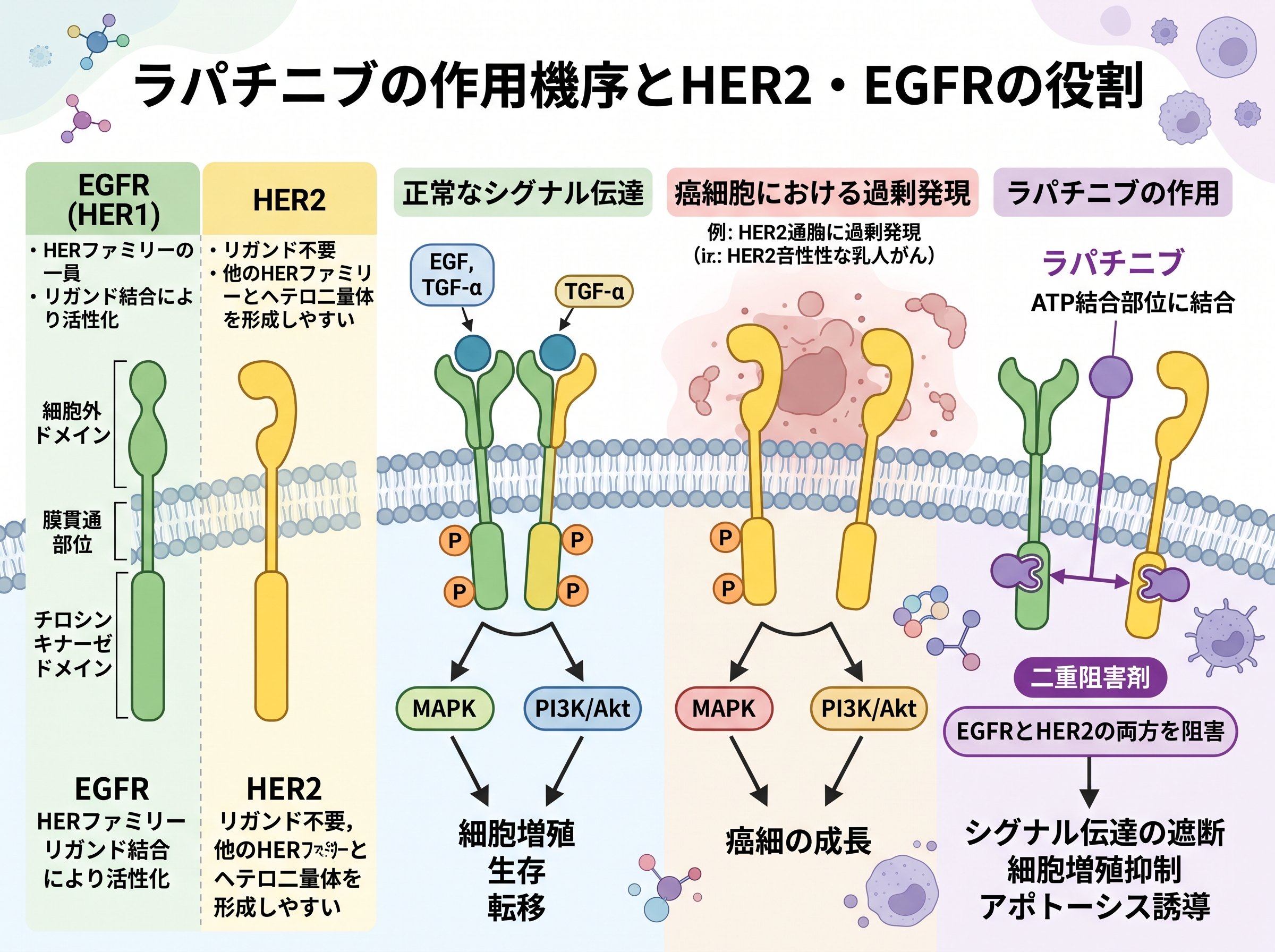 ラパチニブの作用機序とHER2・EGFRの役割
