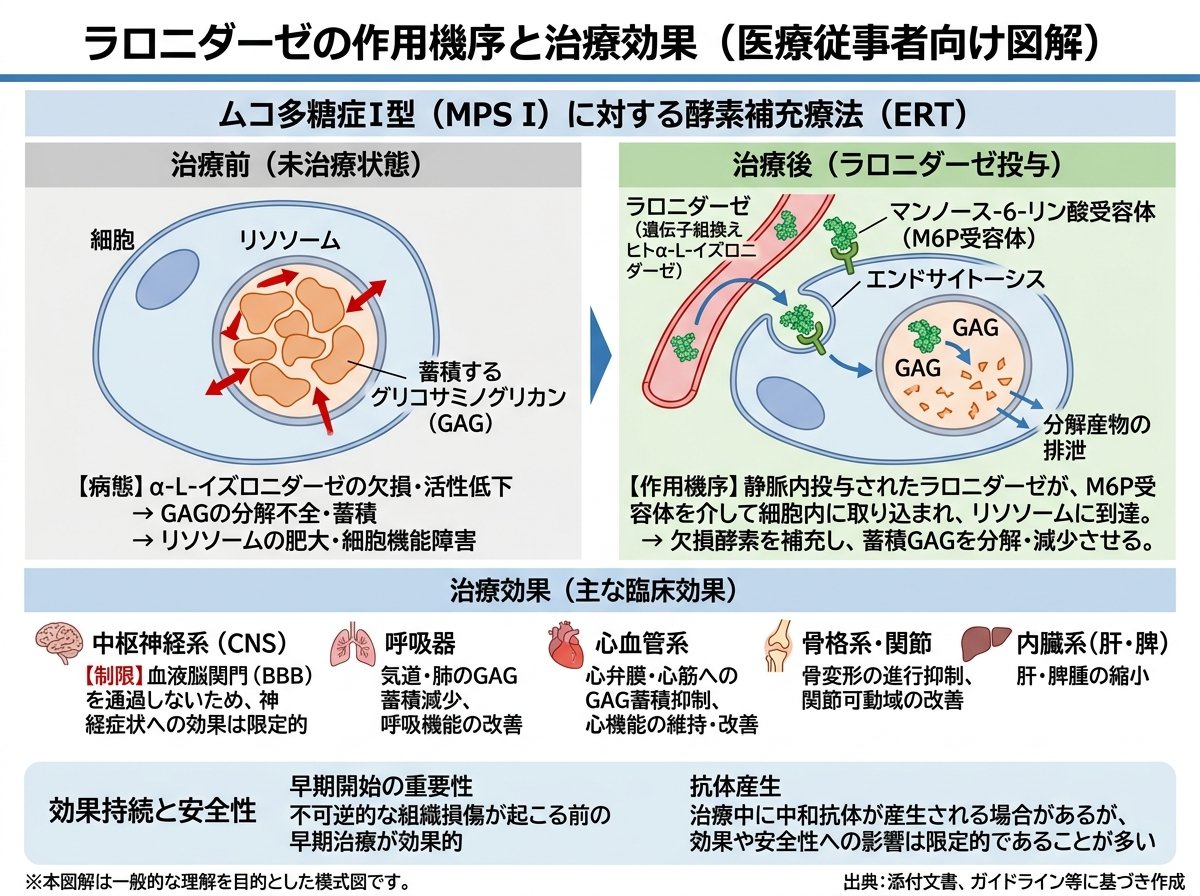 ラロニダーゼの作用機序と治療効果