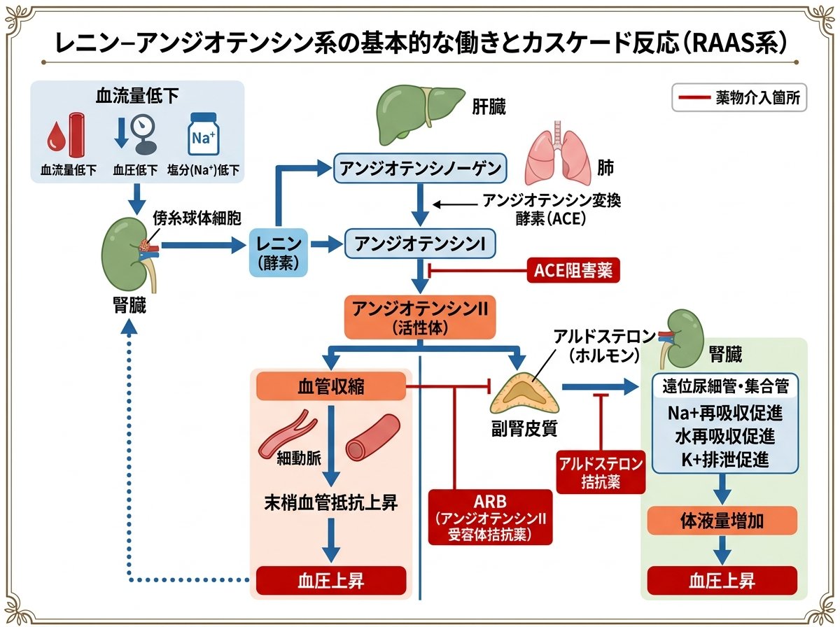 レニン-アンジオテンシン系の基本的な働きとカスケード反応